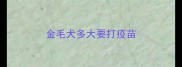 金毛犬多大要打疫苗