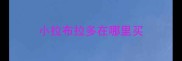 小拉布拉多在哪里买