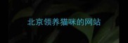 北京领养猫咪的网站