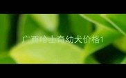 广西哈士奇幼犬价格