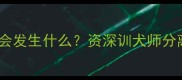 狗狗一个月没见主人后会发生什么资深训犬师分离焦虑的五大惊人变化