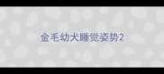 金毛幼犬睡觉姿势
