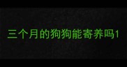三个月的狗狗能寄养吗