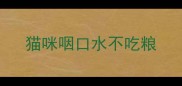 猫咪咽口水不吃粮