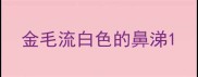金毛流白色的鼻涕