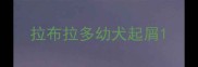 拉布拉多幼犬起屑