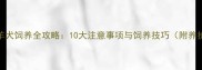 边境牧羊犬饲养全攻略10大注意事项与饲养技巧附养护指南