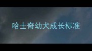 哈士奇幼犬成长标准