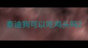 泰迪狗可以吃鸡头吗