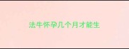 法牛怀孕几个月才能生