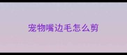 宠物嘴边毛怎么剪