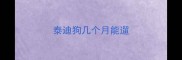 泰迪狗几个月能遛