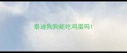 泰迪狗狗能吃鸡蛋吗