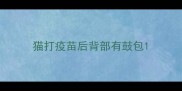 猫打疫苗后背部有鼓包