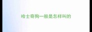哈士奇狗一般是怎样叫的