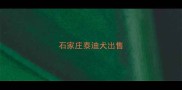 石家庄泰迪犬出售