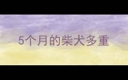 5个月的柴犬多重