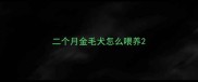 二个月金毛犬怎么喂养