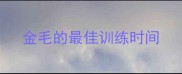 金毛的最佳训练时间