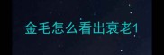 金毛怎么看出衰老
