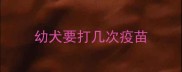 幼犬要打几次疫苗