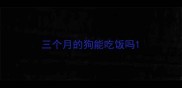 三个月的狗能吃饭吗
