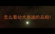 怎么看幼犬泰迪的品相