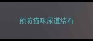 预防猫咪尿道结石