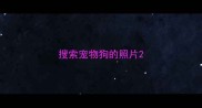 搜索宠物狗的照片