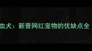 哈士奇中亚混血犬新晋网红宠物的优缺点全附饲养指南