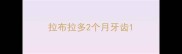 拉布拉多2个月牙齿