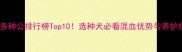拉布拉多种公排行榜Top10选种犬必看混血优势与养护指南