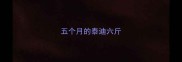 五个月的泰迪六斤
