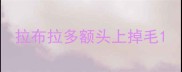 拉布拉多额头上掉毛