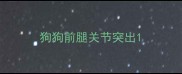 狗狗前腿关节突出