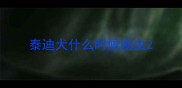 泰迪犬什么时候驱虫