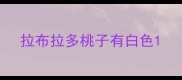 拉布拉多桃子有白色