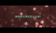 狗狗尾巴溃烂怎么处理