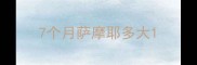 7个月萨摩耶多大