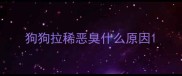 狗狗拉稀恶臭什么原因