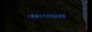 小泰迪几个月可以洗澡