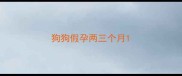 狗狗假孕两三个月