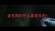 金毛狗吃什么是美毛的