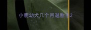 小鹿幼犬几个月退胎毛