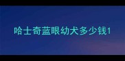 哈士奇蓝眼幼犬多少钱
