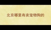 北京哪里有卖宠物狗的