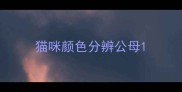 猫咪颜色分辨公母