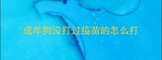 成年狗没打过疫苗的怎么打