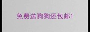 免费送狗狗还包邮