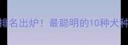 宠物狗智商排名出炉最聪明的10种犬种及训练技巧